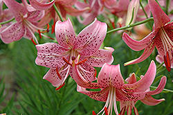 Embarrassment Lily (Lilium 'Embarrassment') at Lakeshore Garden Centres