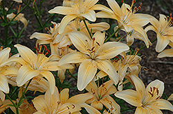 Butterscotch Lily (Lilium 'Butterscotch') at Lakeshore Garden Centres