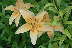 Lady Fair Lily (Lilium 'Lady Fair') at Lakeshore Garden Centres