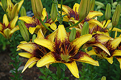Tiger Play Lily (Lilium 'Tiger Play') at Lakeshore Garden Centres