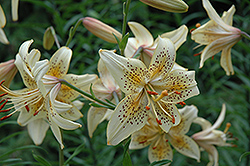 Honey Bear Lily (Lilium 'Honey Bear') at Lakeshore Garden Centres