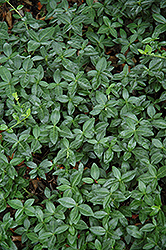 Dart's Blue Periwinkle (Vinca minor 'Dart's Blue') at Lakeshore Garden Centres