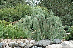 Tolleson's Weeping Juniper (Juniperus scopulorum 'Tolleson's Weeping') at Lakeshore Garden Centres