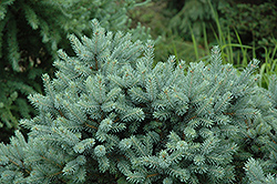 Cecilia Spruce (Picea glauca 'Cecilia') at Lakeshore Garden Centres