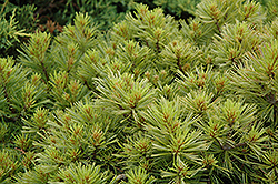 Greg White Pine (Pinus strobus 'Greg') at Lakeshore Garden Centres