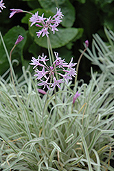 Tricolor Variegated Society Garlic (Tulbaghia violacea 'Tricolor') at Lakeshore Garden Centres