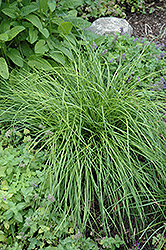 Ozawa Ornamental Onion (Allium thunbergii 'Ozawa') at Lakeshore Garden Centres