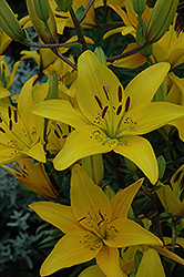 Aladdin's Dazzle Lily (Lilium 'Aladdin's Dazzle') at Lakeshore Garden Centres