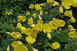 Yellow River Sundrops (Oenothera tetragona 'Yellow River') at Lakeshore Garden Centres