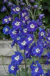 Pacific Giant Blue Bird Larkspur (Delphinium 'Blue Bird') at Lakeshore Garden Centres