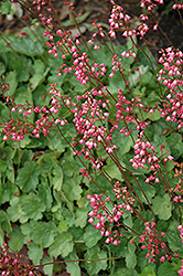 Pretty Polly Coral Bells (Heuchera 'Pretty Polly') at Lakeshore Garden Centres