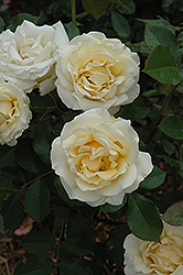 Veranda Lemon Rose (Rosa 'Veranda Lemon') at Lakeshore Garden Centres