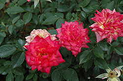 Lights of Broadway Rose (Rosa 'Lights of Broadway') at Lakeshore Garden Centres