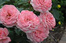 English Miss Rose (Rosa 'English Miss') at Lakeshore Garden Centres
