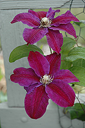 Vivienne Clematis (Clematis 'Vivienne') at Lakeshore Garden Centres