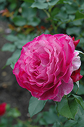 Wild Blue Yonder Rose (Rosa 'Wild Blue Yonder') at Lakeshore Garden Centres