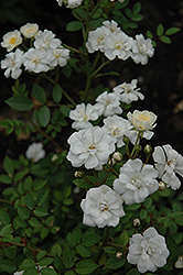 Popcorn Rose (Rosa 'Popcorn') at Lakeshore Garden Centres