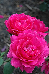 Wise Portia Rose (Rosa 'Wise Portia') at Lakeshore Garden Centres