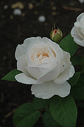 Fair Bianca Rose (Rosa 'Fair Bianca') at Lakeshore Garden Centres