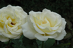 Elina Rose (Rosa 'Elina') at Lakeshore Garden Centres