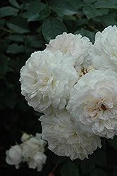 Mary Lyon Rose (Rosa 'Mary Lyon') at Lakeshore Garden Centres