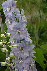 Dreaming Spires Larkspur (Delphinium 'Dreaming Spires') at Lakeshore Garden Centres