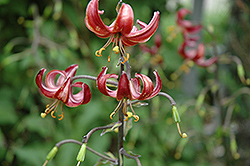 Claude Shride Martagon Lily (Lilium martagon 'Claude Shride') at The Mustard Seed