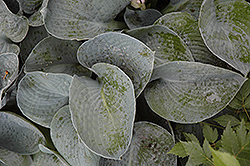 Buckshaw Blue Hosta (Hosta 'Buckshaw Blue') at Lakeshore Garden Centres