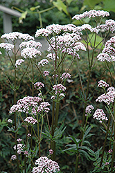 Common Valerian (Valeriana officinalis) at Lakeshore Garden Centres