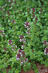 Broadleaf Thyme (Thymus pulegioides) at Lakeshore Garden Centres