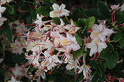 Lollipop  Azalea (Rhododendron 'Lollipop') at Lakeshore Garden Centres