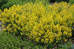 Royal Gold Woadwaxen (Genista tinctoria 'Royal Gold') at Lakeshore Garden Centres