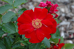 Rosy Wings Rose (Rosa 'Rosy Wings') at Lakeshore Garden Centres