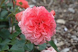 Countess Celeste Rose (Rosa 'Countess Celeste') at Lakeshore Garden Centres