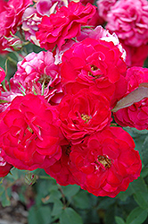 Leonie Lamesch Rose (Rosa 'Leonie Lamesch') at Lakeshore Garden Centres