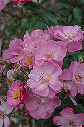 Lavender Dream Rose (Rosa 'Lavender Dream') at Lakeshore Garden Centres