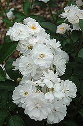 Tumbling Waters Rose (Rosa 'Tumbling Waters') at Lakeshore Garden Centres