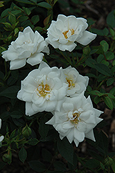 Kent Rose (Rosa 'Kent') at Lakeshore Garden Centres