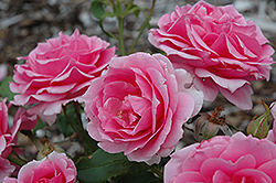 Country Dancer Rose (Rosa 'Country Dancer') at Lakeshore Garden Centres