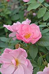 Applejack Rose (Rosa 'Applejack') at Lakeshore Garden Centres