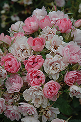Pink Grootendorst Rose (Rosa 'Pink Grootendorst') at Golden Acre Home & Garden