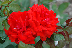 Sierra Skye Rose (Rosa 'Sierra Skye') at Lakeshore Garden Centres