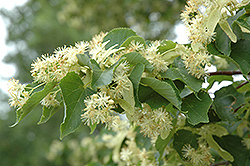 Chancellor Linden (Tilia cordata 'Chancole') at Lakeshore Garden Centres