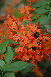 Chryseum Azalea (Rhododendron chryseum) at Lakeshore Garden Centres