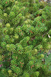 Prostrate Beauty Korean Fir (Abies koreana 'Prostrate Beauty') at Lakeshore Garden Centres