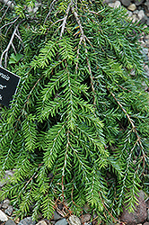 Ashfield Weeper Hemlock (Tsuga canadensis 'Ashfield Weeper') at Lakeshore Garden Centres