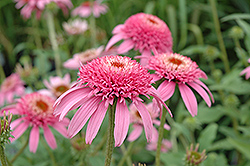 Cone-fections Pink Double Delight Coneflower (Echinacea purpurea 'Pink Double Delight') at Lakeshore Garden Centres
