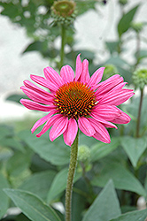 Little Magnus Coneflower (Echinacea purpurea 'Little Magnus') at Lakeshore Garden Centres