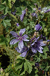 Primley Blue Mallow (Malva sylvestris 'Primley Blue') at Lakeshore Garden Centres