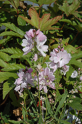 Elsie Heugh Prairie Mallow (Sidalcea 'Elsie Heugh') at Lakeshore Garden Centres